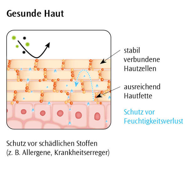 gesundehaut-grafik.jpg